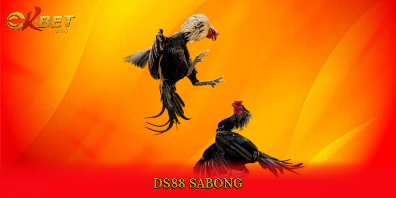 DS88 sabong