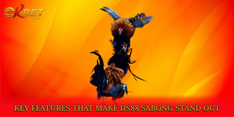 Key Features That Make DS88 Sabong Stand Out