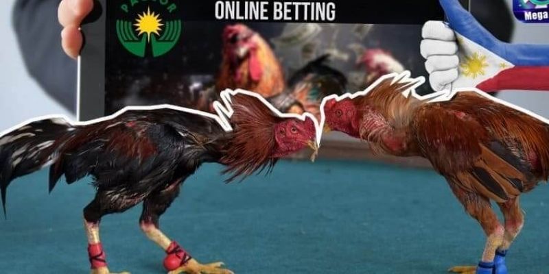 cockfighting-history-Transformation 